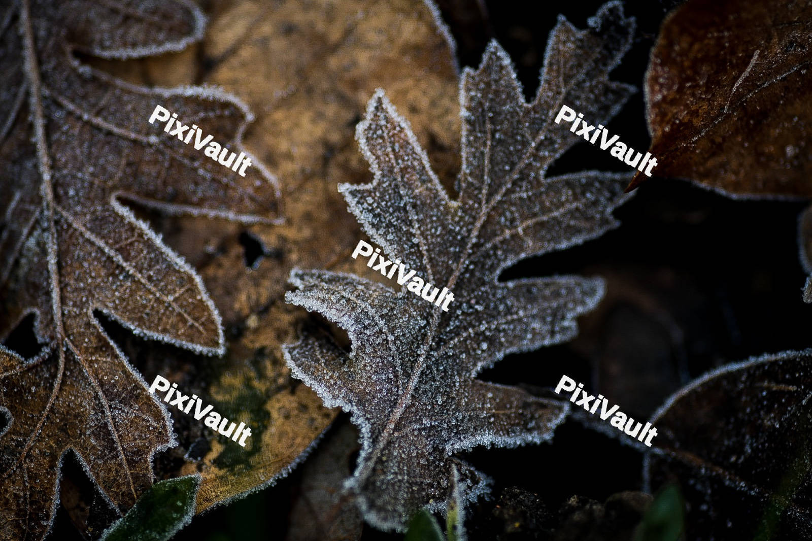 Frosted Leaf